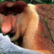 Illustration for article titled Barfing big-nosed monkeys like to eat their meals twice